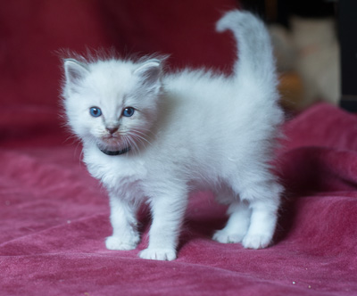 Ragdoll kitten - Simon